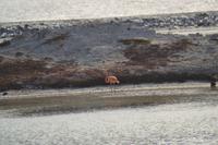 Bonaire (9)