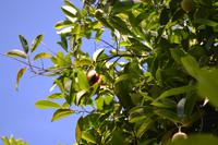 Lauras Spice Garden - Grenada (3) &ndash; &copy; Laura Wonneberger (Eberhardt TRAVEL)