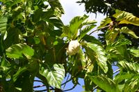Lauras Spice Garden - Grenada (4) &ndash; &copy; Laura Wonneberger (Eberhardt TRAVEL)
