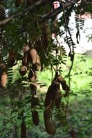 Lauras Spice Garden - Grenada (5) &ndash; &copy; Laura Wonneberger (Eberhardt TRAVEL)