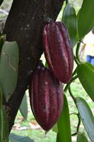 Lauras Spice Garden - Grenada (9) &ndash; &copy; Laura Wonneberger (Eberhardt TRAVEL)