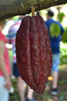 Lauras Spice Garden - Grenada (14) &ndash; &copy; Laura Wonneberger (Eberhardt TRAVEL)