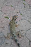 Oranjestad Aruba (10) &ndash; &copy; Laura Wonneberger (Eberhardt TRAVEL)