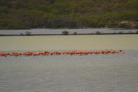 Salzsee Curacao (3) &ndash; &copy; Laura Wonneberger (Eberhardt TRAVEL)