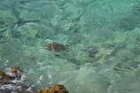 Schildkröten (1) &ndash; &copy; Laura Wonneberger (Eberhardt TRAVEL)