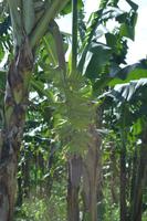 St. Lucia (3) &ndash; &copy; Laura Wonneberger (Eberhardt TRAVEL)