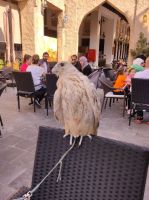 Begegnungen am Souq Waqif &ndash; &copy; Sten Bernhardt (Eberhardt TRAVEL)