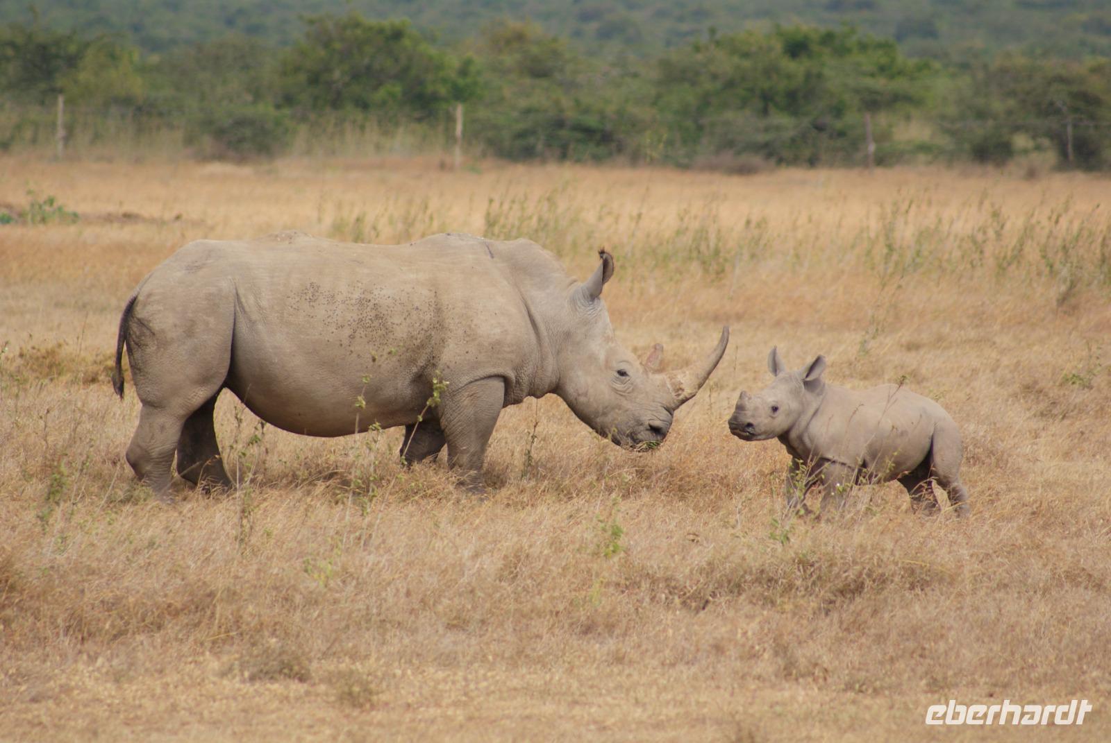 Safari im Solio Reservat (3) &ndash; &copy; Susanne Schirmann (Eberhardt TRAVEL)