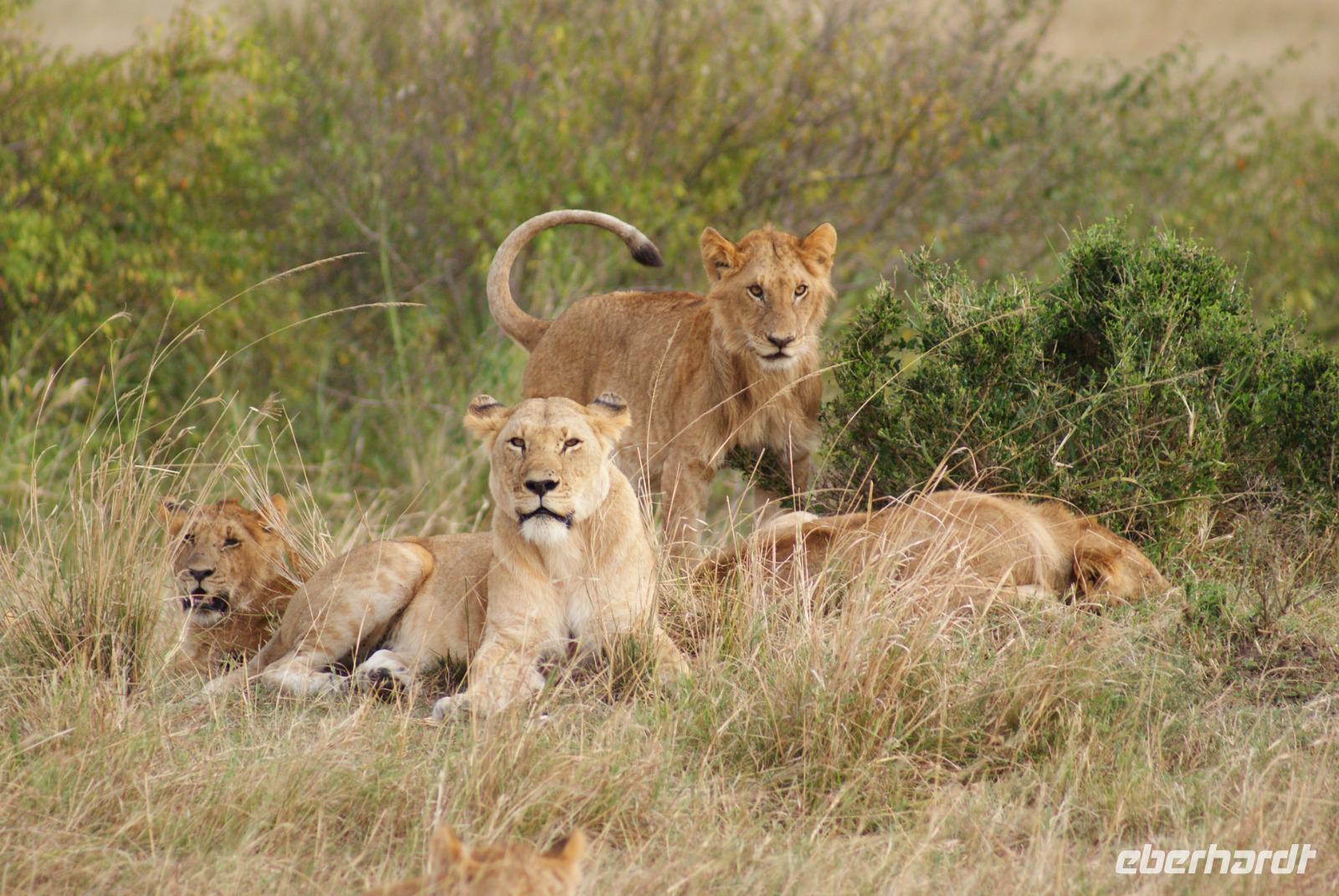 Masai Mara (3) &ndash; &copy; Susanne Schirmann (Eberhardt TRAVEL)