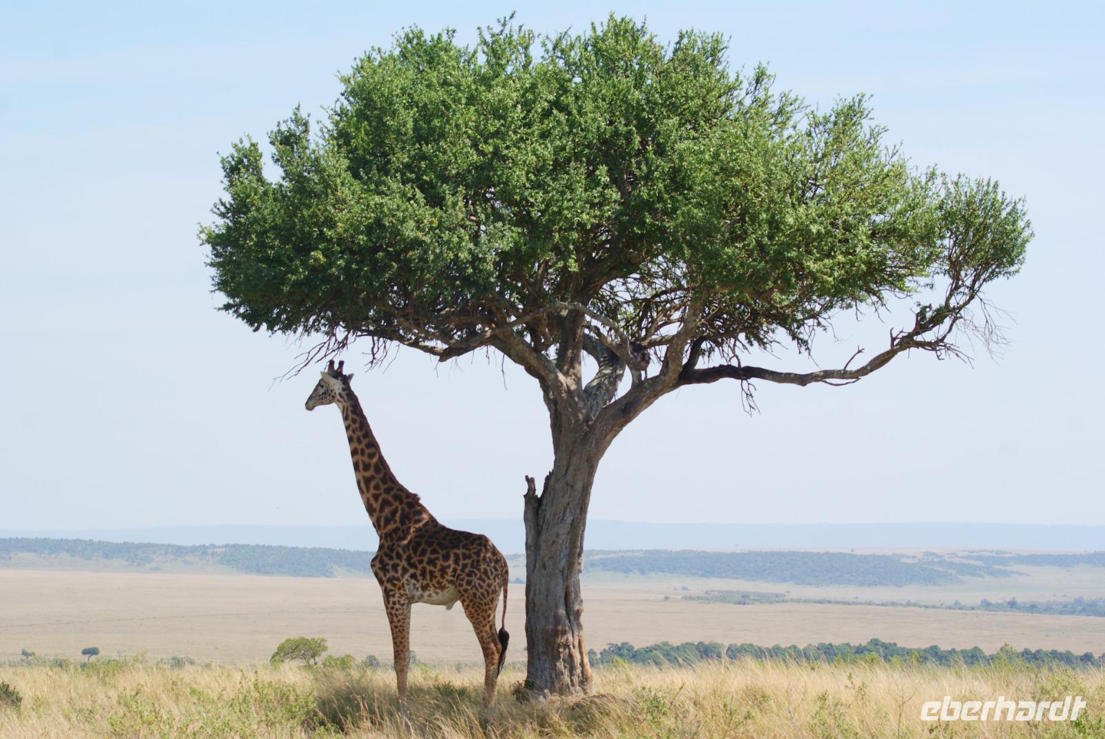 Masai Mara (69) &ndash; &copy; Susanne Schirmann (Eberhardt TRAVEL)
