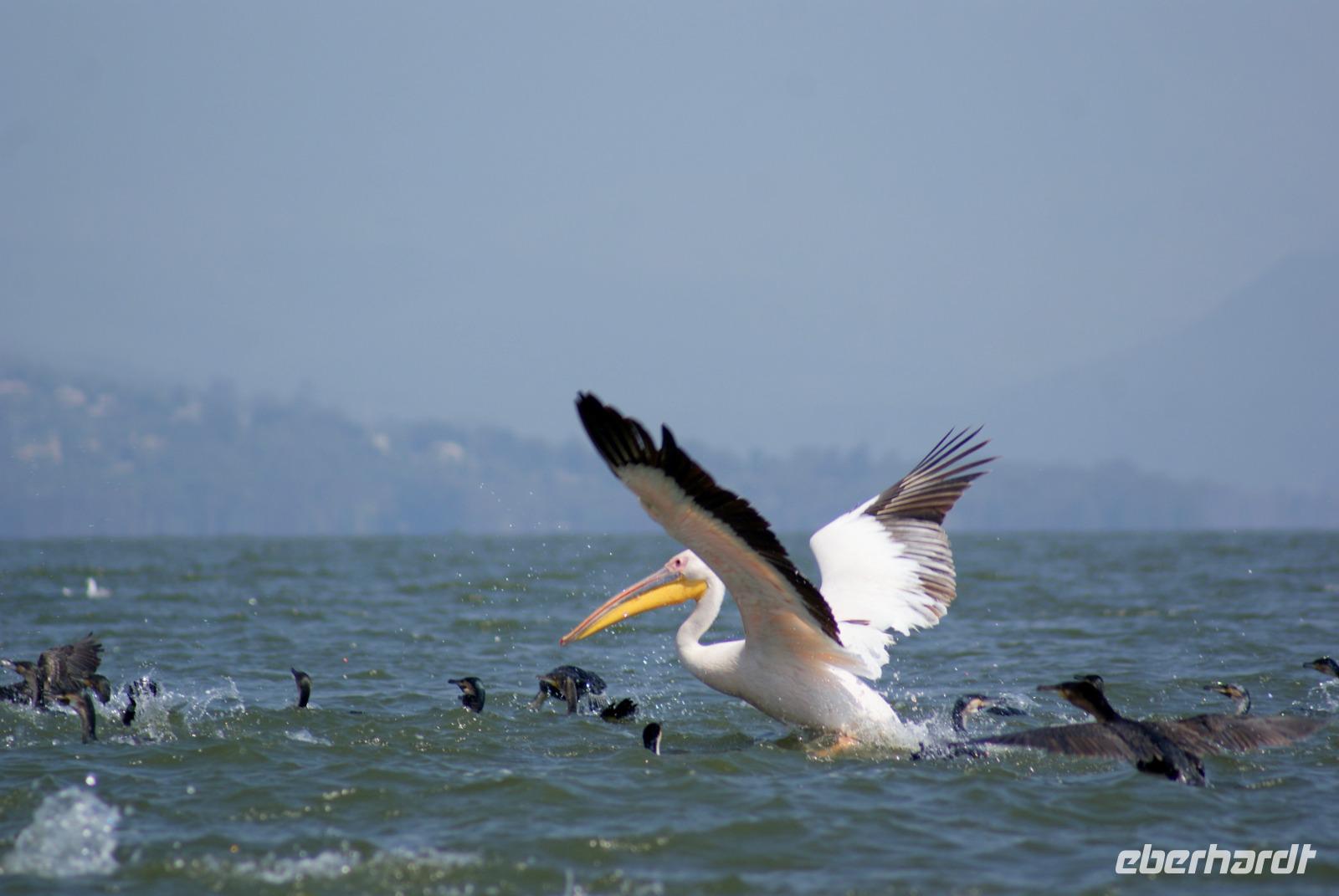 Pelikane (2) &ndash; &copy; Susanne Schirmann (Eberhardt TRAVEL)