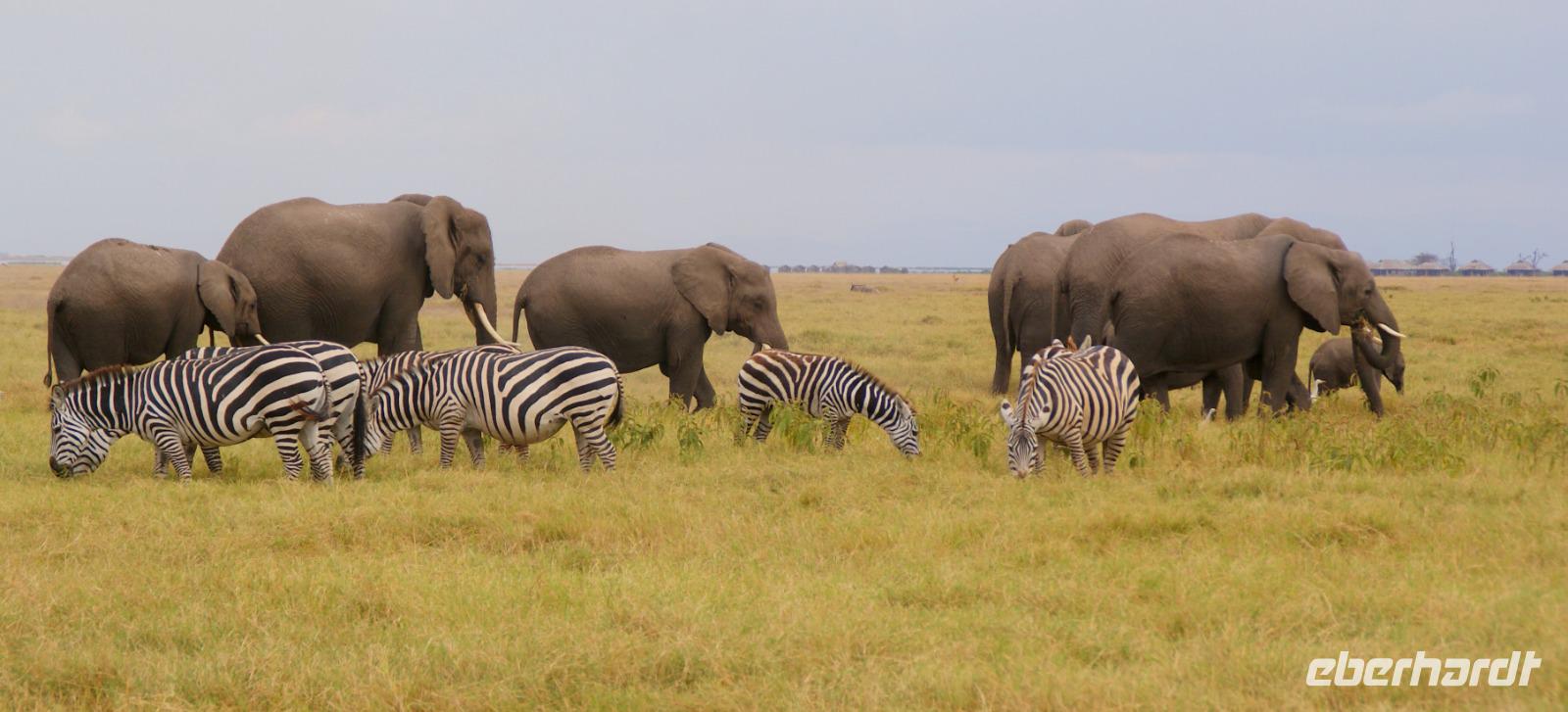 Safari im Amboseli Nationalpark (7) &ndash; &copy; Susanne Schirmann (Eberhardt TRAVEL)