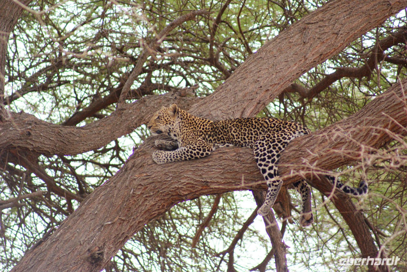 Leopard im Tsavo Ost NP (3) &ndash; &copy; Susanne Schirmann (Eberhardt TRAVEL)