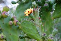 015-Kaktusblüte &ndash; &copy; Susanne Schirmann (Eberhardt TRAVEL)