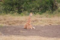 Giraffe &ndash; &copy; Susanne Schirmann (Eberhardt TRAVEL)