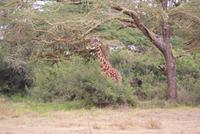Giraffe (2) &ndash; &copy; Susanne Schirmann (Eberhardt TRAVEL)