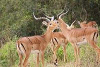 Impalas &ndash; &copy; Susanne Schirmann (Eberhardt TRAVEL)