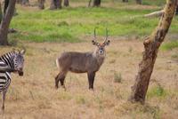 Wasserbock &ndash; &copy; Susanne Schirmann (Eberhardt TRAVEL)