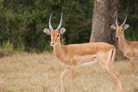Impala &ndash; &copy; Susanne Schirmann (Eberhardt TRAVEL)