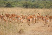Impallas &ndash; &copy; Susanne Schirmann (Eberhardt TRAVEL)