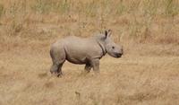Safari im Solio Reservat (4) &ndash; &copy; Susanne Schirmann (Eberhardt TRAVEL)