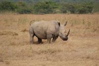 040-Breitmaulnashorn &ndash; &copy; Susanne Schirmann (Eberhardt TRAVEL)