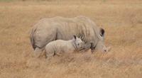 Safari im Solio Reservat (6) &ndash; &copy; Susanne Schirmann (Eberhardt TRAVEL)