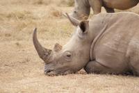 Safari im Solio Reservat (12) &ndash; &copy; Susanne Schirmann (Eberhardt TRAVEL)