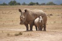 Safari im Solio Reservat (15) &ndash; &copy; Susanne Schirmann (Eberhardt TRAVEL)