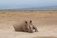 Safari im Solio Reservat (18) &ndash; &copy; Susanne Schirmann (Eberhardt TRAVEL)