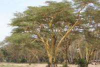 Safari im Solio Reservat (22) &ndash; &copy; Susanne Schirmann (Eberhardt TRAVEL)