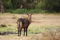 Wasserbock (2) &ndash; &copy; Susanne Schirmann (Eberhardt TRAVEL)
