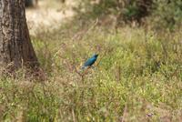 Glanzstar (2) &ndash; &copy; Susanne Schirmann (Eberhardt TRAVEL)