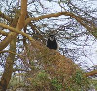 Kolobus Affe &ndash; &copy; Susanne Schirmann (Eberhardt TRAVEL)
