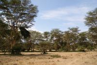 Safari im Solio Reservat (27) &ndash; &copy; Susanne Schirmann (Eberhardt TRAVEL)