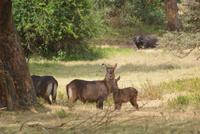 Safari im Solio Reservat (29) &ndash; &copy; Susanne Schirmann (Eberhardt TRAVEL)