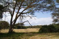 Safari im Solio Reservat (30) &ndash; &copy; Susanne Schirmann (Eberhardt TRAVEL)
