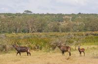 Safari im Solio Reservat (31) &ndash; &copy; Susanne Schirmann (Eberhardt TRAVEL)