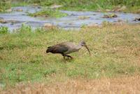 Ibis &ndash; &copy; Susanne Schirmann (Eberhardt TRAVEL)