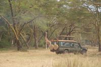 Safari im Solio Reservat (36) &ndash; &copy; Susanne Schirmann (Eberhardt TRAVEL)