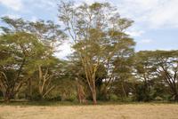 Safari im Solio Reservat (37) &ndash; &copy; Susanne Schirmann (Eberhardt TRAVEL)