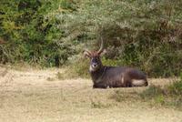 Safari im Solio Reservat (40) &ndash; &copy; Susanne Schirmann (Eberhardt TRAVEL)