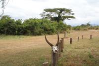 Safari im Solio Reservat (41) &ndash; &copy; Susanne Schirmann (Eberhardt TRAVEL)