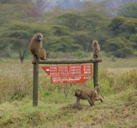 Nakuru Nationalpark (4) &ndash; &copy; Susanne Schirmann (Eberhardt TRAVEL)