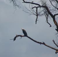 Schreiseeadler &ndash; &copy; Susanne Schirmann (Eberhardt TRAVEL)