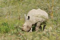 112-Nashorn &ndash; &copy; Susanne Schirmann (Eberhardt TRAVEL)