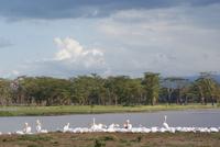 Lake Nakuru (2) &ndash; &copy; Susanne Schirmann (Eberhardt TRAVEL)