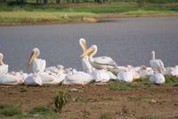 Pelikane &ndash; &copy; Susanne Schirmann (Eberhardt TRAVEL)