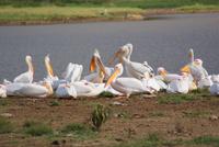 Nakuru Nationalpark (14) &ndash; &copy; Susanne Schirmann (Eberhardt TRAVEL)