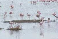 Flamingos (2) &ndash; &copy; Susanne Schirmann (Eberhardt TRAVEL)
